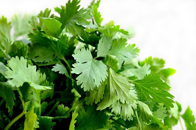 Cilantro Propiedades Beneficios Y Contraindicaciones Sala De Prensa